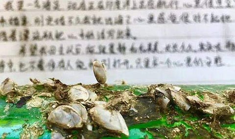 കുപ്പിക്കുള്ളില്‍ ഒളിപ്പിച്ച പ്രണയലേഖനം എഴുതിയ കാമുകനെ കണ്ടെത്തി ,പക്ഷേ