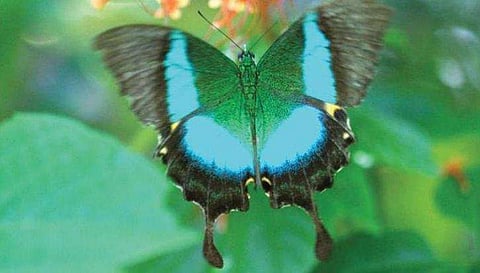 ബുദ്ധമയൂരി സംസ്ഥാന പദവിയിലേക്ക്, കേരളത്തിന്റെ പൂമ്പാറ്റയാവുന്നു