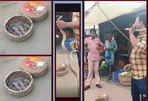 ഒരുരസത്തിന് ആദ്യം പാമ്പിനെ കൈയില്‍ പിടിച്ചു, പാമ്പാട്ടിയുടെ നിര്‍ബന്ധത്തില്‍ പിന്നിട് കഴുത്തിലിട്ടു; മൂര്‍ഖന്റെ കടിയേറ്റ് യുവാവിന് ദാരുണാന്ത്യം (വീഡിയോ)