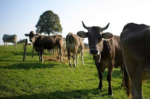 പശുക്കൾക്ക് കൊമ്പ് വേണോ, വേണ്ടയോ; ചേരിതിരിഞ്ഞ് കൊമ്പുകോർത്ത് കർഷകർ; സർക്കാർ ഹിത പരിശോധനയ്ക്ക്