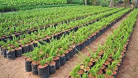 പോളിത്തീന്‍ ബാഗുകളില്‍ ഇനി തൈകള്‍ നട്ടുവളര്‍ത്തരുത്; നിര്‍ദ്ദേശവുമായി കേന്ദ്ര വനം പരിസ്ഥിതി മന്ത്രാലയം