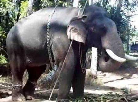 ഇനി ആനയ്ക്കും സ്‌കാനിങ്; രോഗനിര്‍ണയം എളുപ്പമാകുമെന്ന് ഡോക്ടര്‍മാര്‍