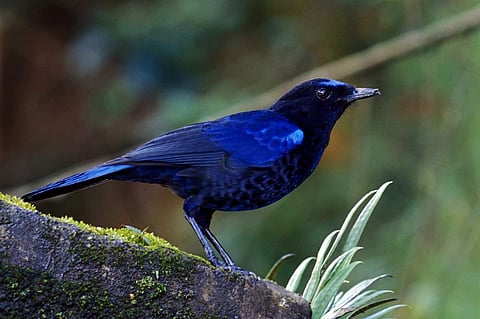 കേരളത്തിലെ പക്ഷികളുടെ സാഹസം: പികെ ഉത്തമന്‍ എഴുതുന്നു