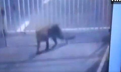 സെക്രട്ടറിയറ്റില്‍ ഭീതി പരത്തി പുലി: വനം വകുപ്പ് തിരച്ചില്‍ തുടരുന്നു (വീഡിയോ)