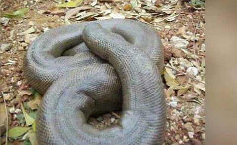 ഇരുതലമൂരിയെ കടത്തുന്നത് ആഭിചാരത്തിനായി, വില ഇരുപതു കോടി വരെ, പിന്നില്‍ വന്‍ റാക്കറ്റെന്ന് സൂചന