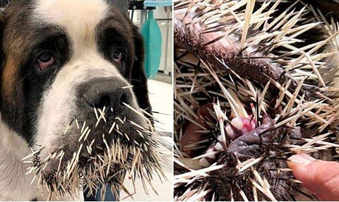 മുള്ളന്‍ പന്നിയോട് കളിച്ചാല്‍ ഇതായിരിക്കും അവസ്ഥ; വായ നിറയെ മുള്ളുമായി നായ