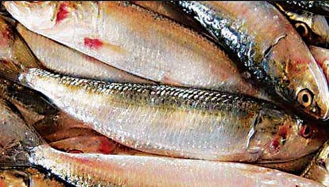 വില കേട്ടാല്‍ ഞെട്ടും!; ചാള വില ഇരുനൂറിലേക്ക്, കിട്ടാക്കനി 