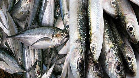 ഇനി വീട്ടിലെത്തുന്ന മത്സ്യത്തിന്റെ കാലപ്പഴക്കം അറിയാം; മത്തിക്കും അയലയ്ക്കും സര്‍ട്ടിഫിക്കറ്റ്