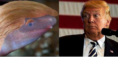 മണലില്‍ തല പൂഴ്ത്തിയ ഉരഗജീവിക്ക് ഡൊണാള്‍ഡ് ട്രംപിന്റെ പേര്  ! അതേ സ്വഭാവമെന്നും പരിസ്ഥിതി സംഘടനകള്‍