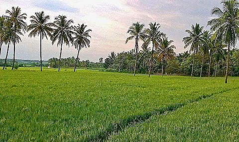 നിലം നികത്തൽ: ഡാറ്റാ ബാങ്ക് തിരുത്താൻ അവസരം, 50 സെന്റിൽ കൂടൂതലാണെങ്കിൽ കൃഷി ഓഫീസറുടെ അഭിപ്രായം തേടും 