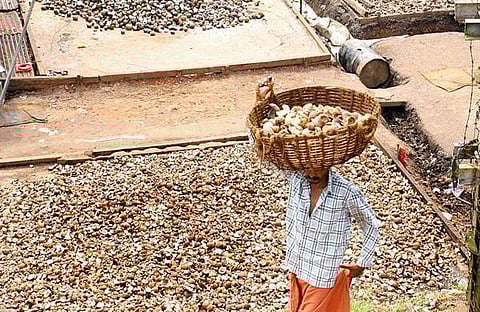 കര്‍ഷകര്‍ക്കു കൈത്താങ്ങുമായി കേന്ദ്രം: കൊപ്രയുടെ താങ്ങുവില കുത്തനെ ഉയര്‍ത്തി