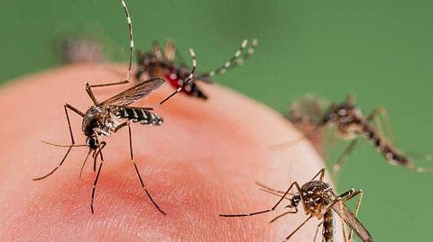 ഇനി കൊതുകില്ലാത്ത ലോകം? അവസാന കൊതുകിനെയും തുരത്താന്‍ഗൂഗിള്‍ ; ഡെങ്കിപ്പനിയും ചിക്കുന്‍ ഗുനിയയും ഇല്ലാതാക്കും