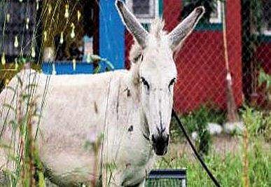 കഴുതരാഗമെന്ന് പരിഹസിക്കാന്‍ വരട്ടെ.. ദാ എമിലിയുടെ പാട്ട് കേള്‍ക്കൂ (വീഡിയോ)