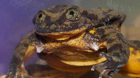 'എന്റെ ജൂലിയറ്റ് നീ എവിടെയാണ്'; ലോകത്തിലെ ഏകാകിയായ 'റോമിയോ'ക്ക് വംശം നിലനിര്‍ത്താന്‍ ഒരു പെണ്ണിനെ വേണം