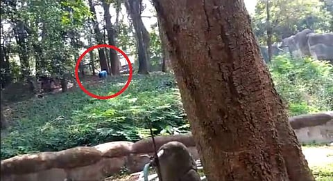 സിംഹക്കൂട്ടിലേക്ക് എടുത്ത്ചാടിയ യുവാവ് തലനാരിഴയ്ക്ക് രക്ഷപ്പെട്ടു: വീഡിയോ കാണാം