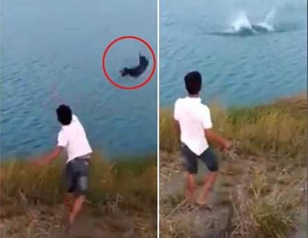 മുതലകള്‍ തിങ്ങിനിറഞ്ഞ തടാകത്തിലേക്ക് ജീവനുള്ള നായ്ക്കുട്ടിയെ എടുത്തെറിഞ്ഞു: ഞെട്ടിക്കുന്ന കാഴ്ച