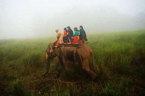ഒറ്റക്കൊമ്പനെ തേടി 
