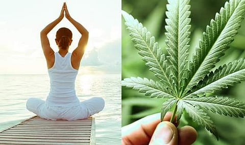 വെറും യോഗയല്ല, കഞ്ചാവ് യോഗയെപ്പറ്റി കേട്ടിട്ടുണ്ടോ? 