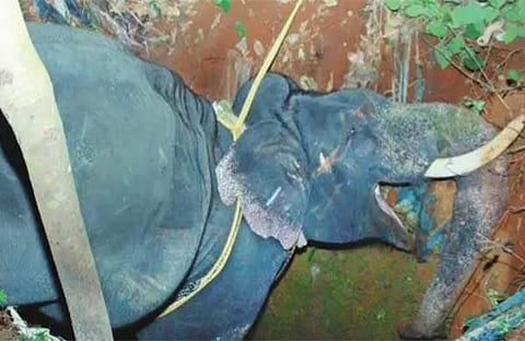 ഇടഞ്ഞോടിയ കൊമ്പന്‍ തലകുത്തി കിണറ്റില്‍ വീണു ചരിഞ്ഞു