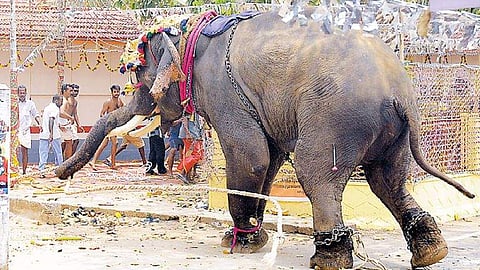 ആനകളെ പീഡിപ്പിക്കുന്നതിനെതിരെ നടപടിയുമായി ജില്ലാ ഭരണകൂടം