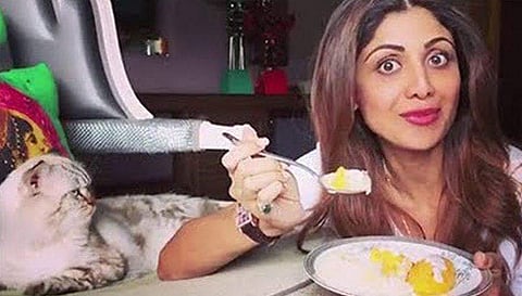 'സിംബ വീട്ടില്‍ നിന്ന് ഇറങ്ങിപ്പോയി, കണ്ടുപിടിക്കാന്‍ സഹായിക്കൂ പ്ലീസ്'; പൂച്ചയ്ക്കായി സോഷ്യല്‍ മീഡിയയോട് സഹായം അഭ്യര്‍ത്ഥിച്ച് ശില്‍പ ഷെട്ടി