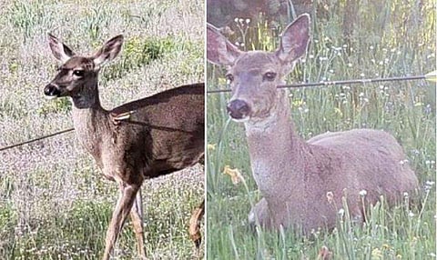 മുഖത്തും കഴുത്തിലും തുളച്ചു കയറിയ അമ്പുമായി ജീവിക്കുന്ന മാനുകള്‍; മനുഷ്യ ക്രൂരതയുടെ ഇരകളാണ് ഈ ജീവികള്‍