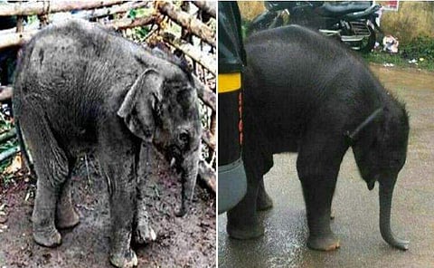 വഴിയറിയാതെ കുട്ടിയാന നഗരത്തിലെത്തിയത് അമ്മ ചരിഞ്ഞതിനാല്‍; അമ്മയുടെ മൃതദേഹം കണ്ടെത്തി