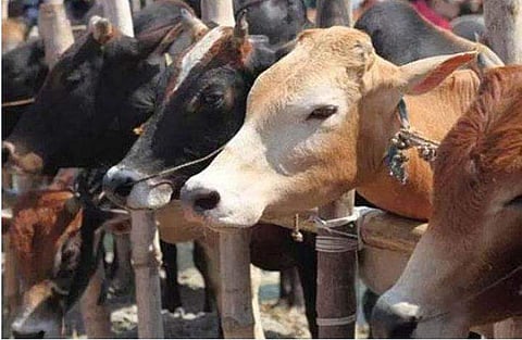 1.26 ലക്ഷം പശുക്കളെ കൊല്ലാന്‍ പദ്ധതി; ഇത് ചരിത്രത്തിലെ ഏറ്റവും വലിയ കശാപ്പ് 