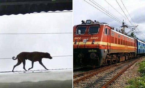 ട്രെയ്‌നിന്റെ മുകളിലേറി മൂന്ന് സംസ്ഥാനങ്ങള്‍ കടന്ന് അവന്‍ കേരളത്തിലെത്തി; സാഹസികനായ ഒരു നായയുടെ യാത്ര