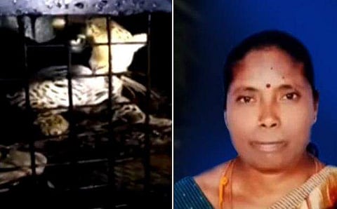 വാല്‍പ്പാറയില്‍ സ്ത്രീയെ കടിച്ചുകൊന്ന പുലി കെണിയില്‍ കുടുങ്ങി