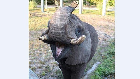 മൈക്കിള്‍ ജാക്‌സന്റെ ആന മൃഗശാലയില്‍ നിന്ന് രക്ഷപെട്ടു; ആന മൂണ്‍വാക്ക് ചെയ്ത് തിരിച്ചുവരട്ടെയെന്ന് ജീവനക്കാര്‍  