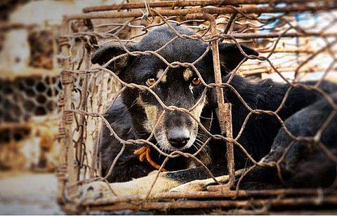 പട്ടി ഇറച്ചി വിൽക്കാം, നാ​ഗാലാൻഡ് സർക്കാർ ഏർപ്പെടുത്തിയ നിരോധനം തടഞ്ഞ് ​ഹൈക്കോടതി 