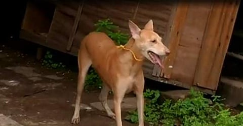 എഡിജിപി സുദേഷ് കുമാറിന്റെ നായയെ കല്ലെറിഞ്ഞതിന് കേസ്