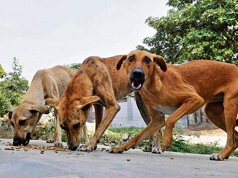 കായംകുളം കെഎസ്ആര്‍ടിസി ഡിപ്പോയിലെ മെക്കാനിക്കിനെ തെരുവുനായ് കടിച്ചുകീറി