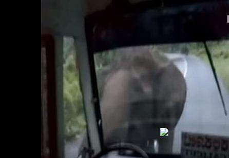 കാട്ടാന കുത്താന്‍ വന്നാലെന്ത് ചെയ്യും? ഉത്തരം ഈ ഡ്രൈവര്‍ പറയും