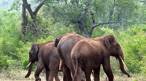 വഴിയില്‍ അപ്രതീക്ഷിതമായി കാട്ടാനക്കൂട്ടത്തെ കണ്ട് ഭയന്ന് സ്‌കൂട്ടര്‍ മറിഞ്ഞു; വീണുപോയ നാലു വയസുകാരിയെ കാലുകള്‍ക്കിടയില്‍ സംരക്ഷിച്ച് കൊമ്പനാന