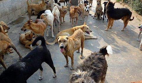 തെരുവുനായയുടെ കടിയേറ്റവര്‍ക്ക് രണ്ടാഴ്ചയ്ക്കകം നഷ്ടപരിഹാരം നല്‍കണം;  ഇല്ലെങ്കില്‍ ശിക്ഷ സര്‍ക്കാരിനെന്ന് സുപ്രിം കോടതി 