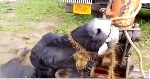 മിണ്ടാപ്രാണിയോട് കൊടുംക്രൂരത;  കോതമംഗലത്ത് പോത്തിന്റെ വായ്മൂടിക്കെട്ടി ശരീരഭാഗം അറുത്തെടുത്തു