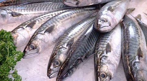 ഫോര്‍മലിന്‍ പരിശോധനകള്‍ ശക്തമാക്കിയതോടെ മീനില്‍ ചേര്‍ക്കാന്‍ പുതിയ രാസവസ്തു: അന്വേഷണം തുടങ്ങി