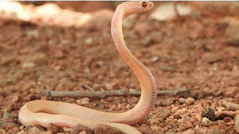 വെളുത്തനിറവും ചുവന്ന കണ്ണുകളുമായി ഒരു രാജവെമ്പാല; ഈ പാമ്പ് ആരെയും അത്ഭുതപ്പെടുത്തും