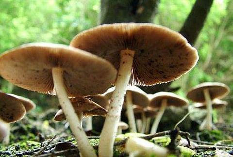 കൂണ്‍ കറി കഴിച്ച് വീട്ടമ്മ മരിച്ചു; പാചകം ചെയ്തത് കാട്ടില്‍ നിന്ന് ശേഖരിച്ച കൂണ്‍