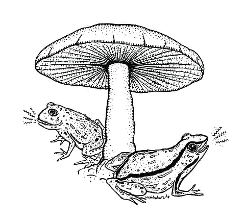 ചിത്രീകരണം - മണി കാക്കര