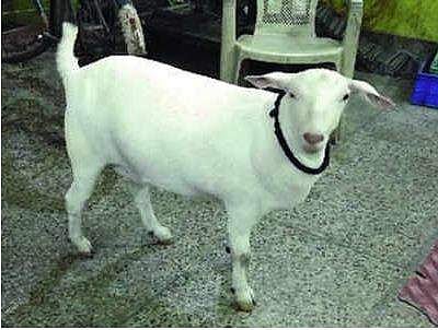 കൊക്കകോളയും പെപ്‌സിയും കുടിക്കുന്ന ചൈനീസ് ആട്; ഈ ബക്രീദില്‍ 'ചൈനീസ് ആണ് താരം' 