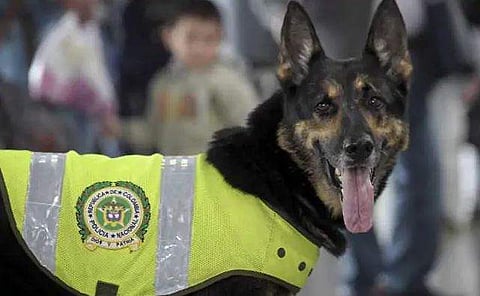 ഒരു പട്ടിയുടെ തലയെടുക്കുന്നവര്‍ക്ക് അഞ്ച് ലക്ഷം പാരിതോഷികം; കാരണം ഇതാണ്