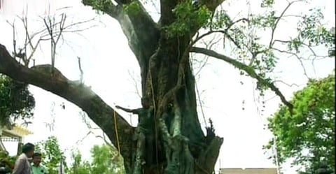 പെരുമഴയില്‍ ഉണങ്ങി, പച്ചകെട്ടു; ആല്‍മരത്തെ അവര്‍ മരിക്കാന്‍ വിട്ടില്ല, ചികിത്സയിലൂടെ പുതുനാമ്പുകള്‍