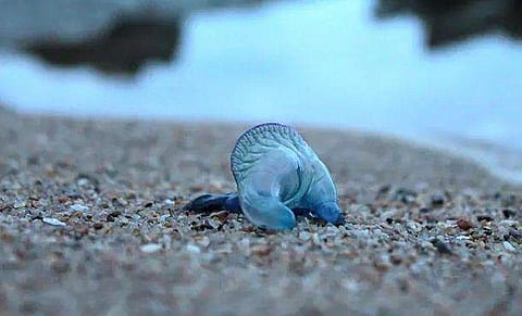 ജെല്ലി ഫിഷ് ആക്രമണത്തില്‍ 150ലേറെപ്പേര്‍ക്ക് പരിക്ക്; ബീച്ചില്‍ പോകാന്‍ ഭീതിയോടെ ജനങ്ങള്‍ 