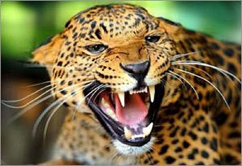 പാത്രം കഴുകാനായി യുവതി വീടിന് പുറത്തിറങ്ങി ; ചെന്നുപെട്ടത് പുലിയുടെ മുന്നിൽ