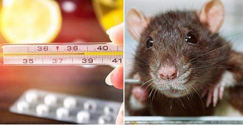 എലിപ്പനി പ്രതിരോധത്തിന് ഡോക്‌സി സൈക്ലിന്‍ ഗുളിക കഴിക്കുന്നവര്‍ ശ്രദ്ധിക്കുക