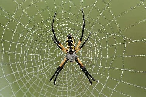 ചെവി വേദനയുമായി ആശുപത്രിയിൽ, പരിശോധിച്ചപ്പോൾ ചെ​വി​ക്കു​ള്ളി​ൽ ചി​ല​ന്തി വ​ല; ഞെട്ടിതരിച്ച് ഡോക്ടർമാർ 