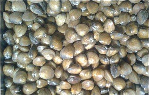 പെരിയാറില്‍ ജലനിരപ്പ് താഴ്ന്നു; കൈനിറയെ 'ആറ്റുകക്കയും'